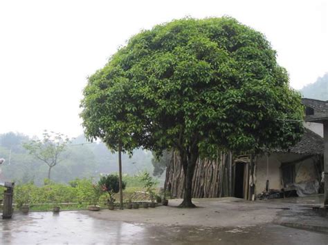 门前风水植物